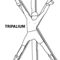 tripaliumcropped.png