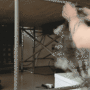 20250722_closures.gif